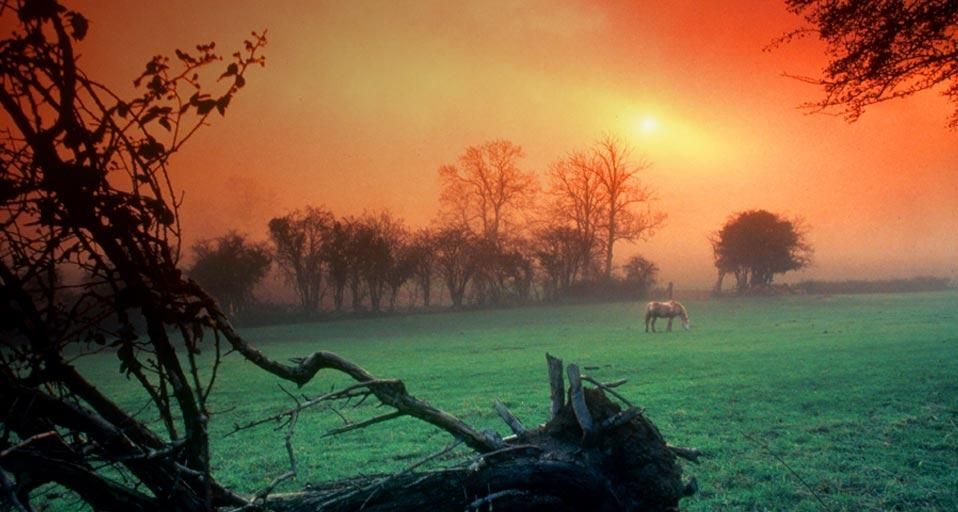 Sunrise over a meadow near Swansea, Wales