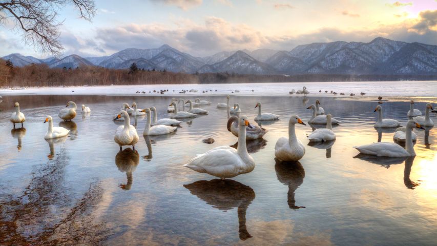 Whooper swans in Lake Kussharo, Japan