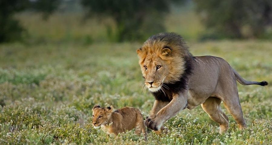 南非博茨瓦纳，雄狮与宝宝