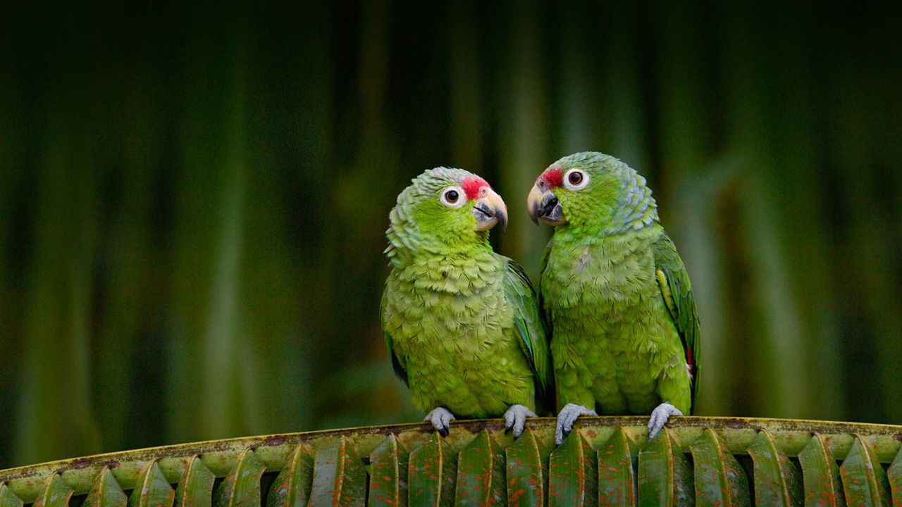 Red-lored parrots in Ecuador 