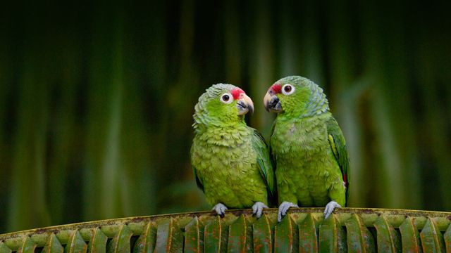 Amazones à lores rouges en Équateur