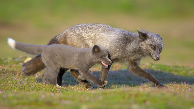 ギンギツネの親子, 米国 ワシントン州