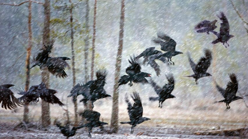 Cuervos en una tormenta de nieve cerca de Kuhmo, Finlandia