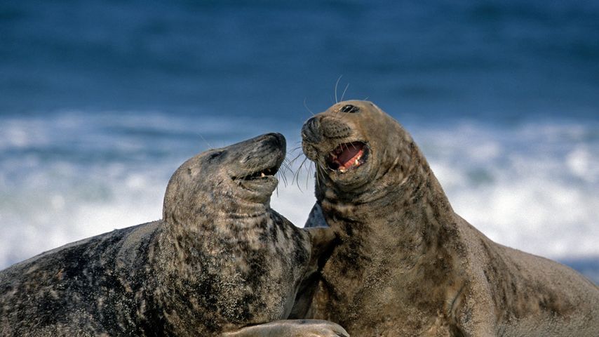 Grey seals at Heligoland, Germany
