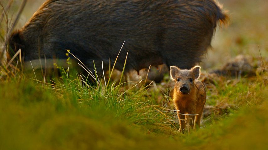 Wild boar and piglet in the Forest of Dean, Gloucestershire, England 