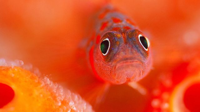 A flame goby guards her eggs in the Kaafu Atoll of the Maldives