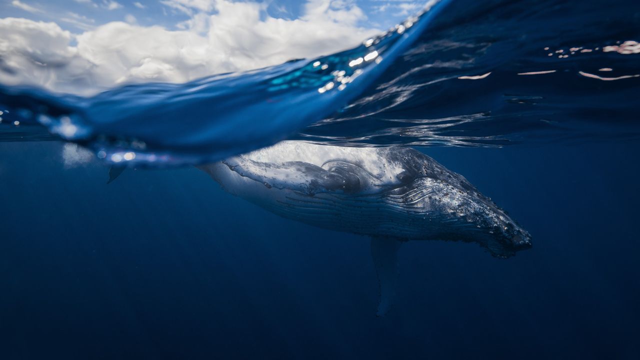 Baleine à bosse au large de la Réunion 
