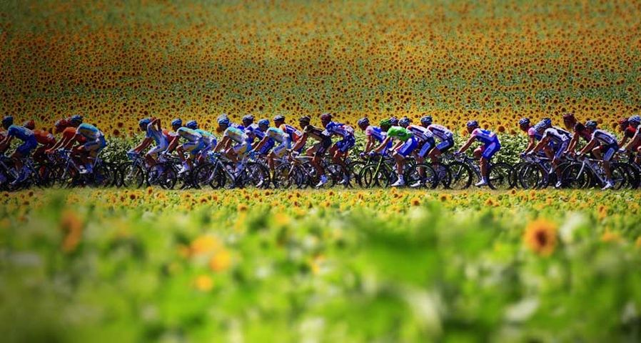 Fahrer der Tour de France 2010 passieren ein Sonnenblumenfeld zwischen Revel und Ax-Trois-Domaines, Frankreich – Joel Saget/AFP/Getty Images ©