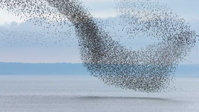 Semipalmated Sandpiper (Calidris pusilla) flock flying over the Bay of Fundy, New Brunswick 