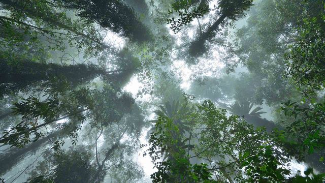 Looking upward at rainforest in Dorrigo National Park, New South Wales, Australia 