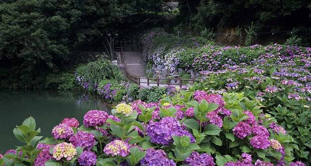 ｢形原温泉あじさいの里｣愛知, 蒲郡