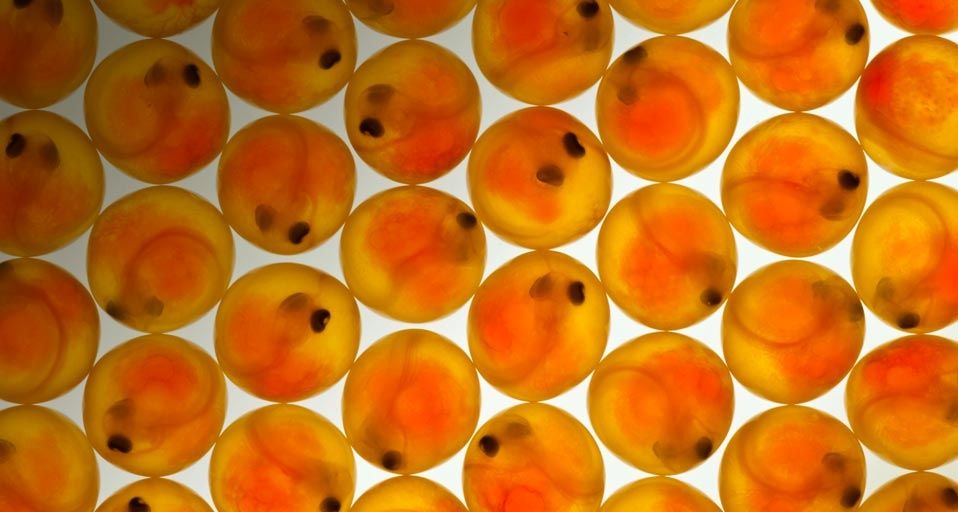 Coho salmon eggs at fish hatchery