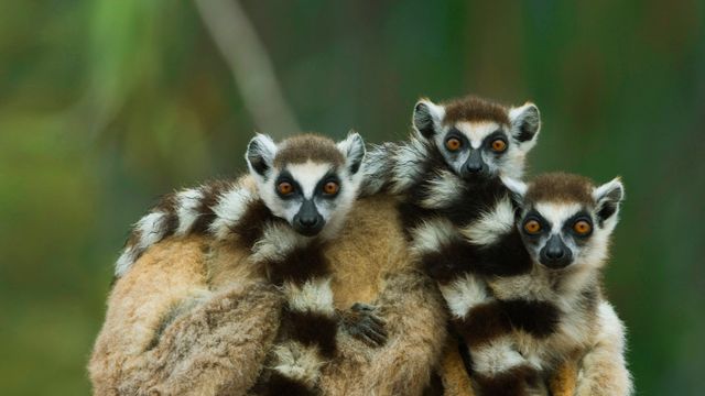 Ring-tailed lemurs at Berenty Reserve in Madagascar