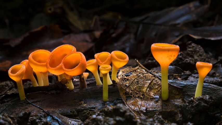 科尔科瓦杜国家公园的盘菌
