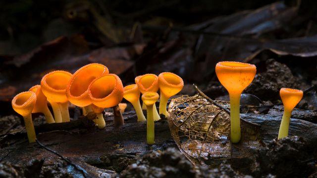 Cup fungus in Corcovado National Park, Costa Rica
