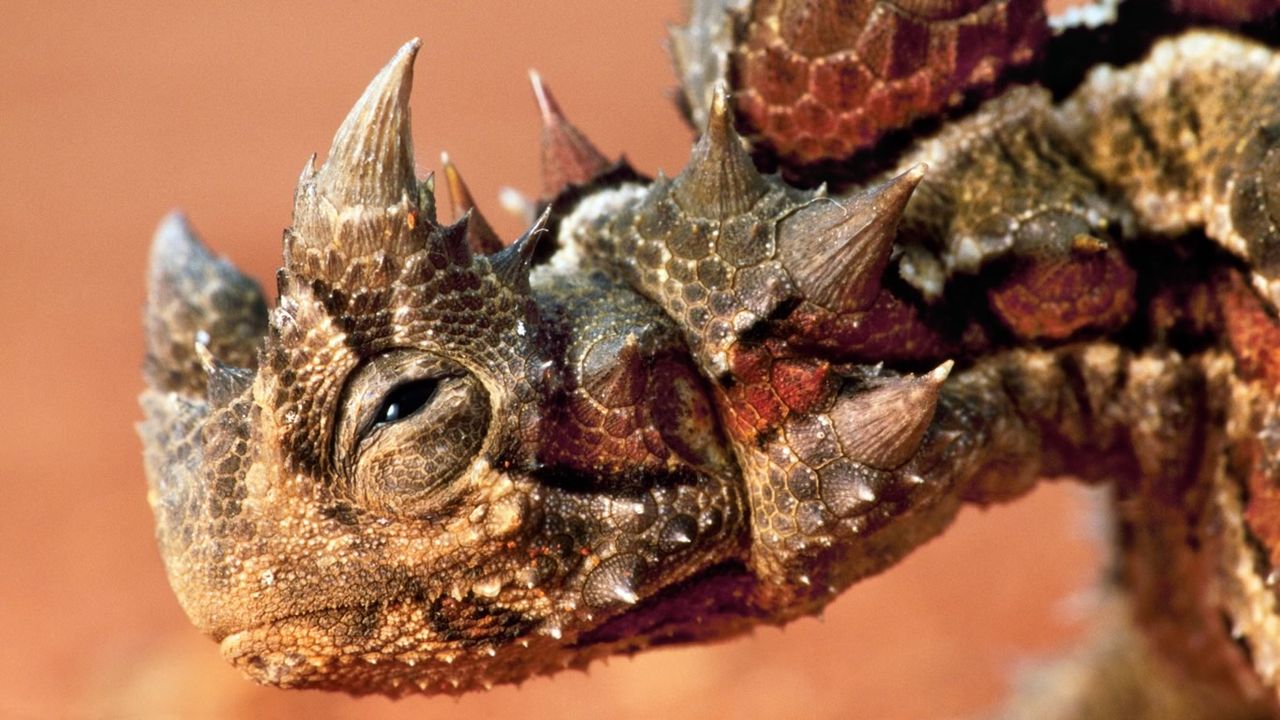 Thorny dragon in the Central Desert, Northern Territory
