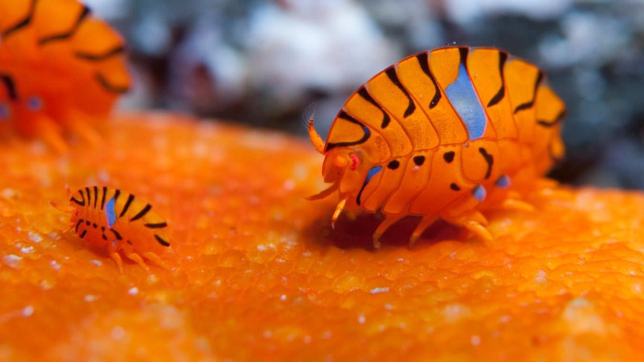 Gammaridean amphipods in the waters off Tokyo, Japan