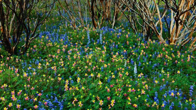Lupine grows in a burned forest at Yosemite National Park, California