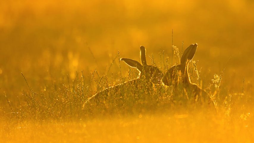European hares 