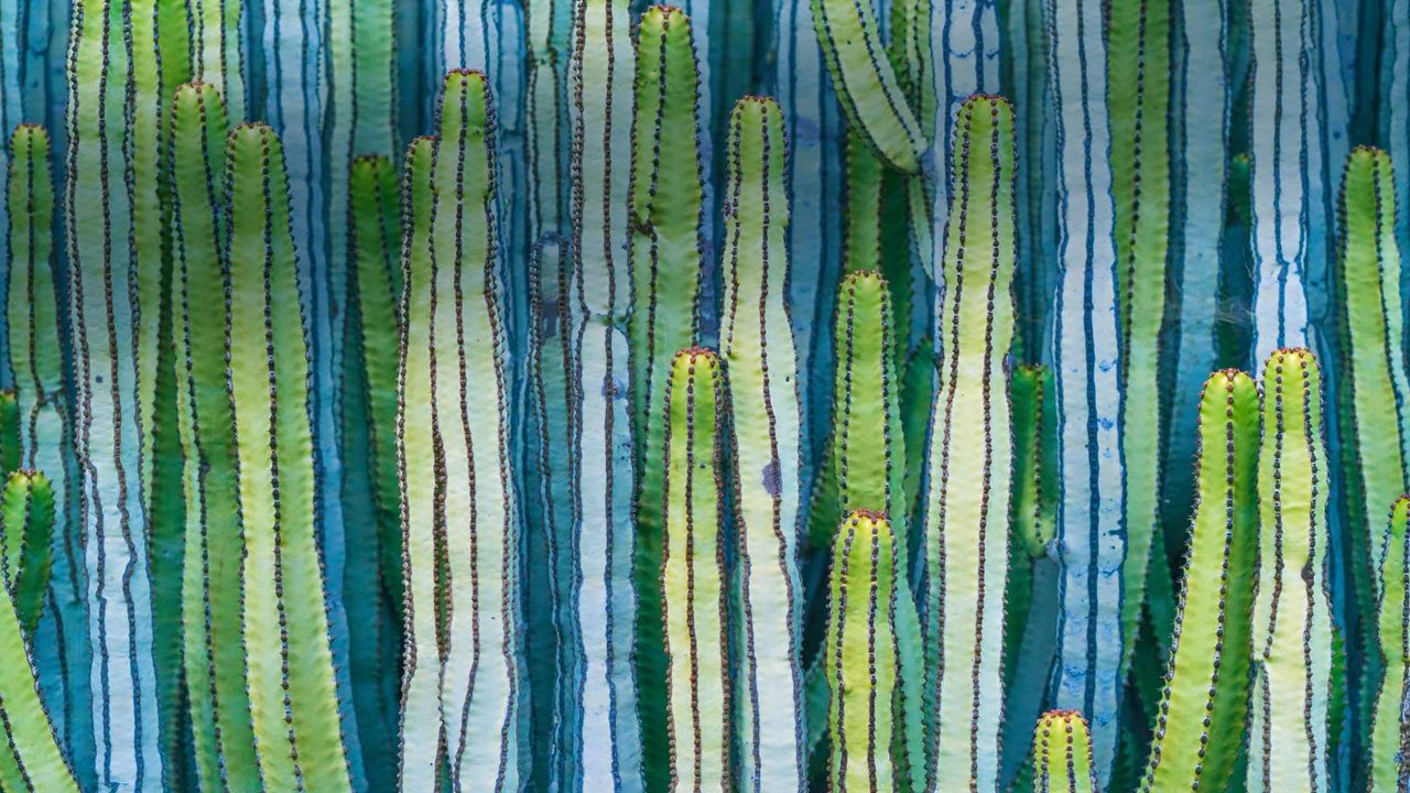 Mexikanische Riesenkakteen (Pachycereus pringlei) 