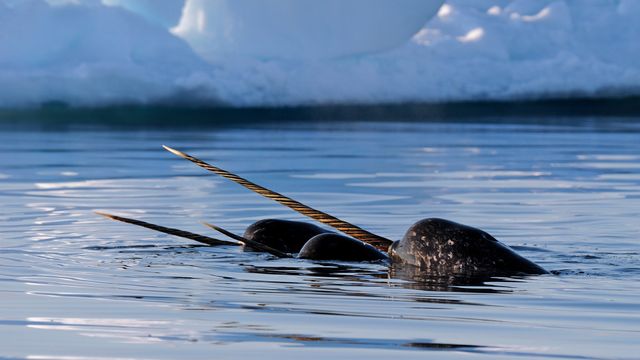 A pod of narwhals near Baffin Island, Nunavut