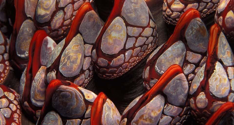 Gooseneck barnacles, British Columbia, Canada