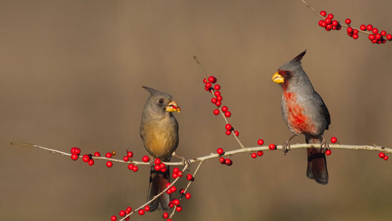 Desert cardinals eating possumhaw holly berries in Starr County, Texas