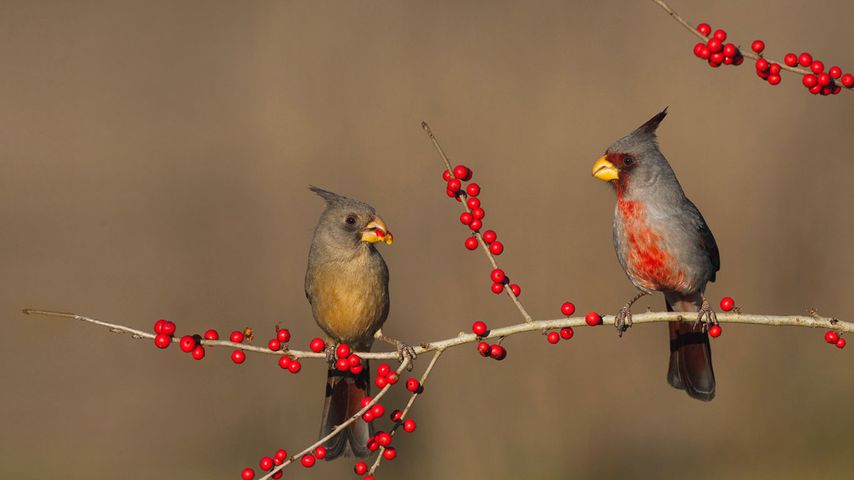 Desert cardinals eating possumhaw holly berries in Starr County, Texas, USA