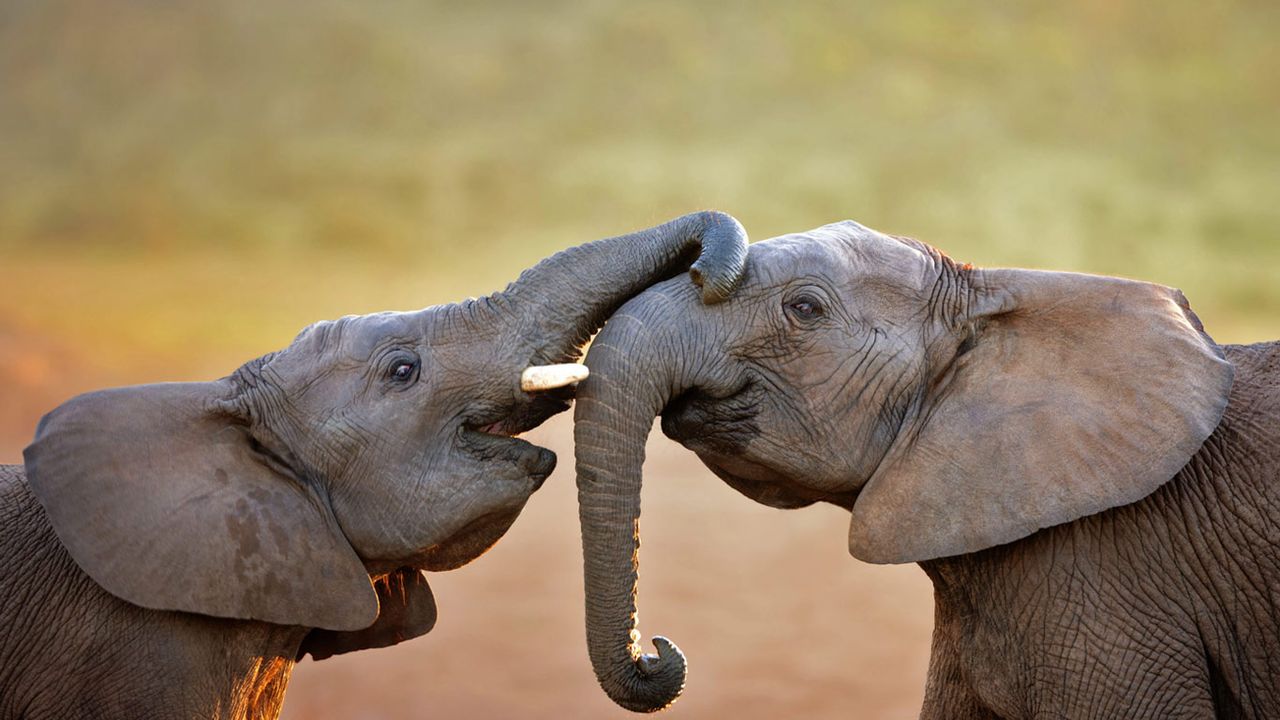 Elephants in Addo Elephant National Park, South Africa 