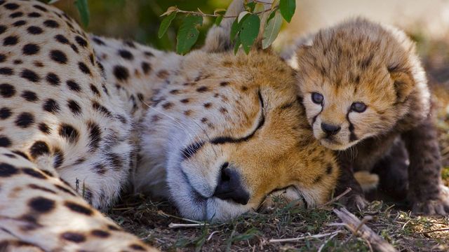 「チーターの母子」ケニア, マサイマラ国立保護区