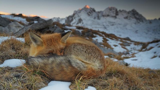 Gros plan d’un renard roux dans le parc national de la Vanoise, Savoie 