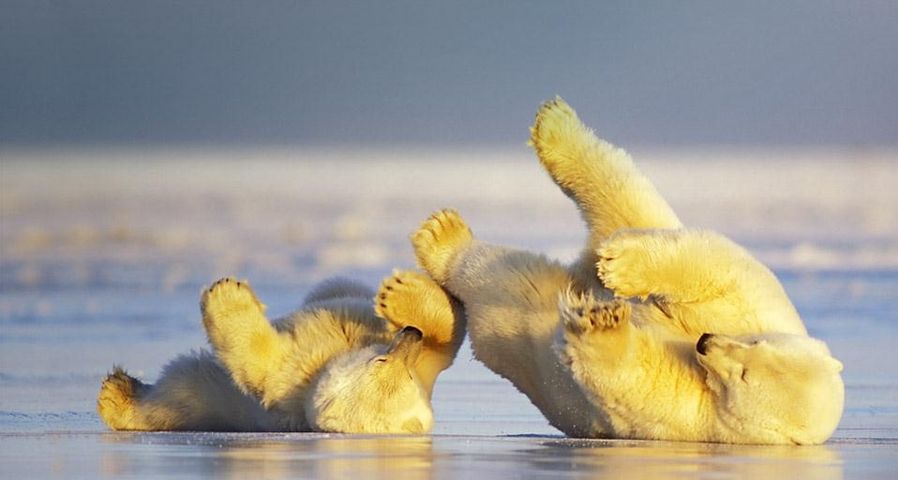 在冰上玩耍的北极熊