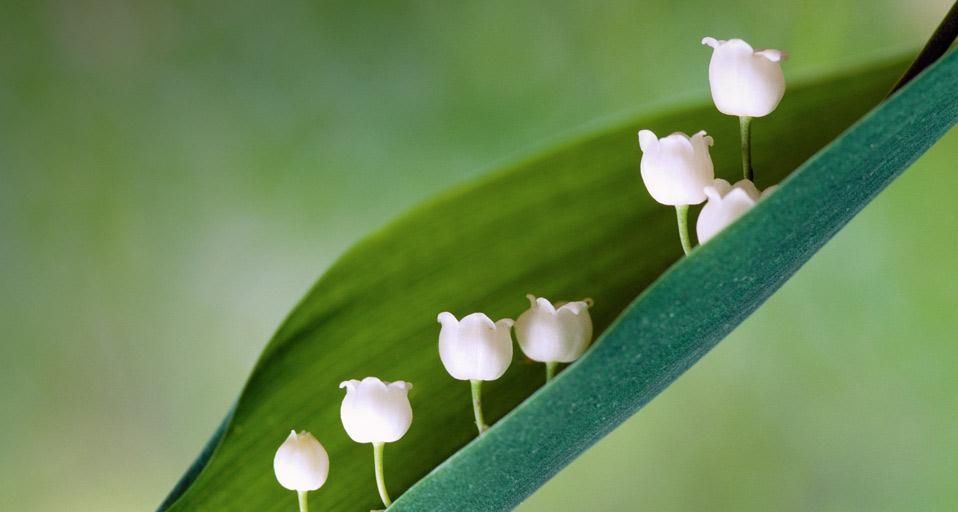 Muguet de mai (Convallaria majalis)