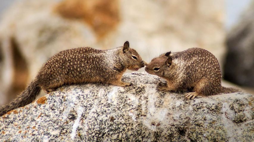Écureuils terrestres de Californie à Seal Rock, sur la route panoramique 17-Mile Drive, péninsile de Monterey en Californie, États-Unis