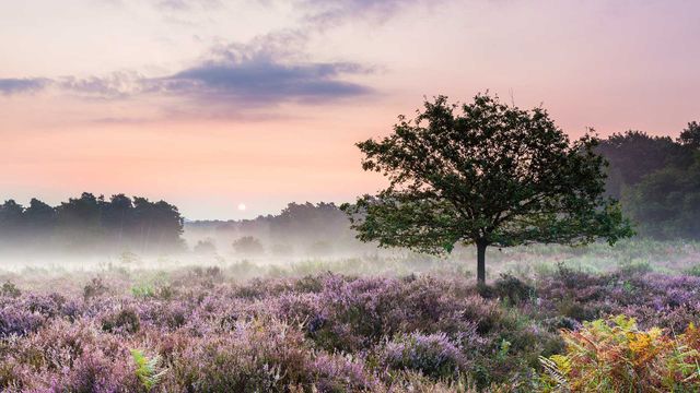 Morgendämmerung in der Wahner Heide nahe Troisdorf, Nordrhein-Westfalen, Deutschland 