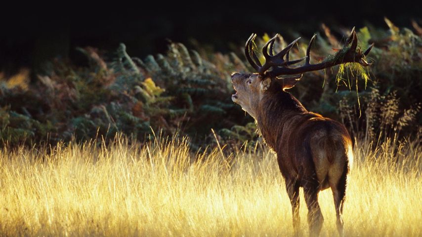 Red deer in Richmond Park, a national nature reserve and deer park in London, England