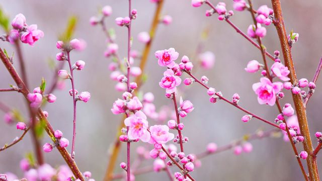 「桃の花」