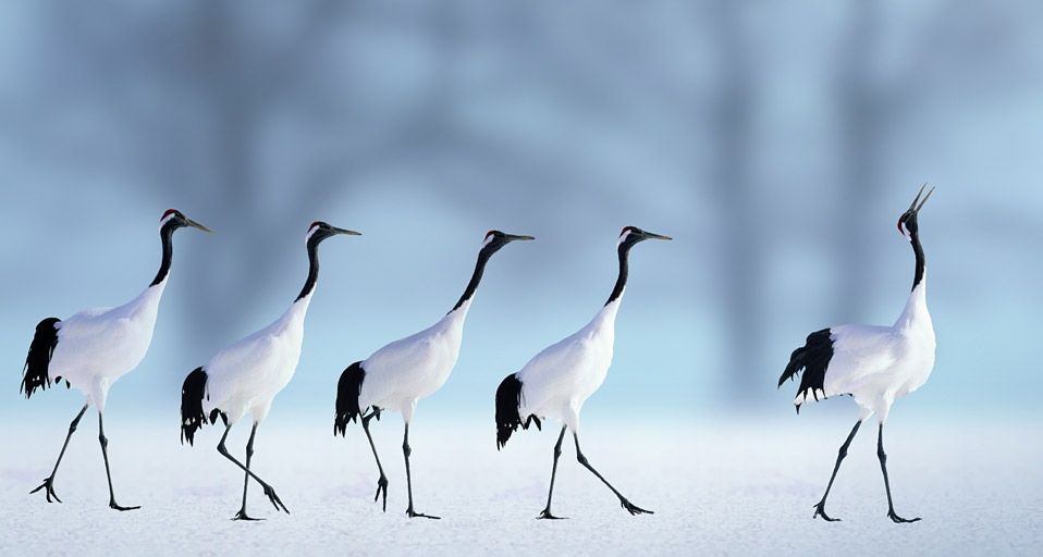 Red-crowned cranes