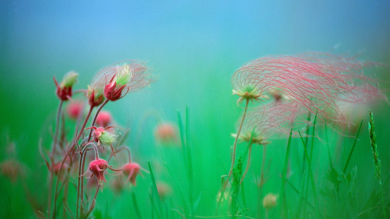 Geum triflorum ou benoîte à trois fleurs 