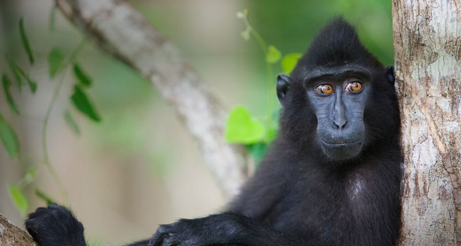 Celebes Crested Macaque resting in tree
