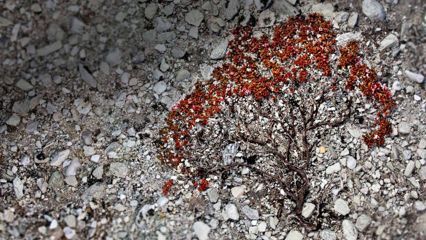 Trailing azalea growing on a scree slope in Rondane National Park, Norway 