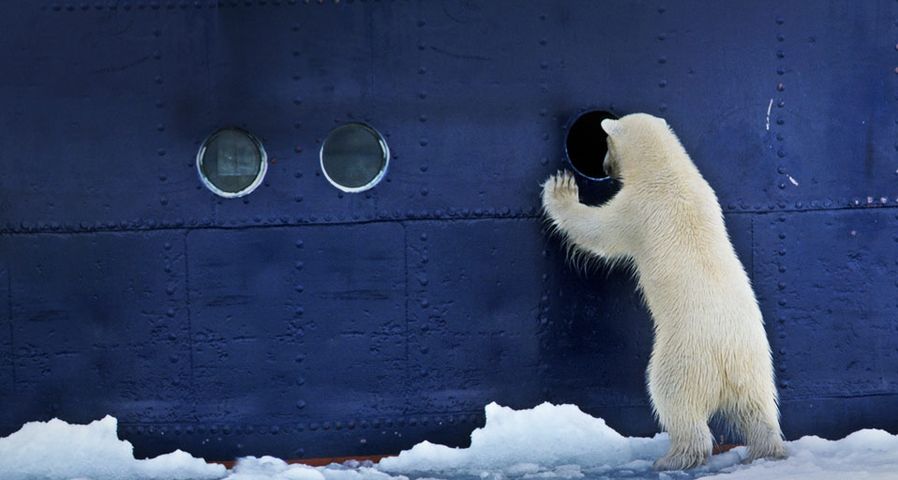 向船内偷窥的北极熊
