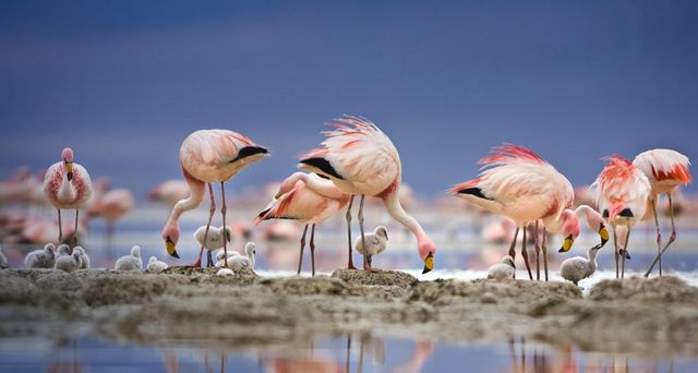 Jamesflamingos mit Küken auf einer Insel in der Laguna Colorada, Bolivien – George Steinmetz/Corbis ©