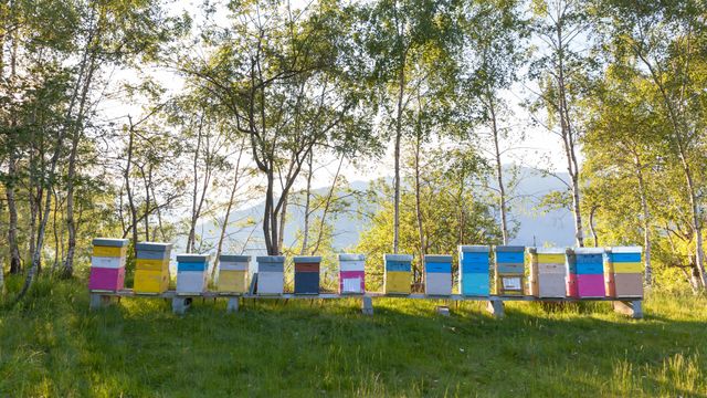 Colorful beehives in Italy