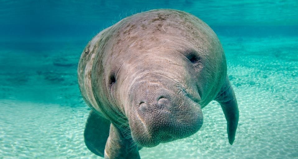 Florida manatee in the Crystal River, Florida