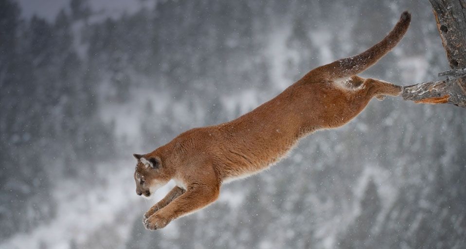 Mountain lion jumping from a tree in Montana
