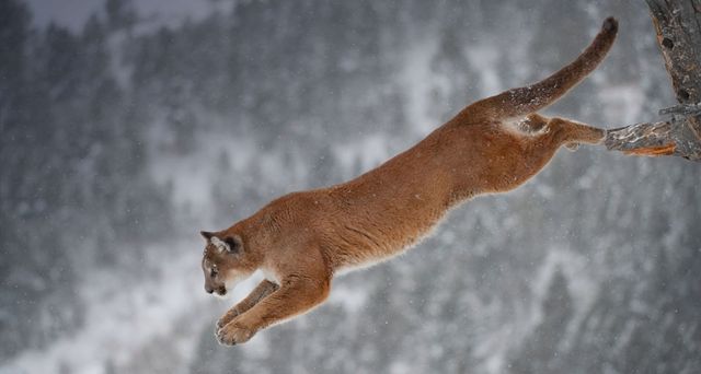 Mountain lion jumping from a tree in Montana