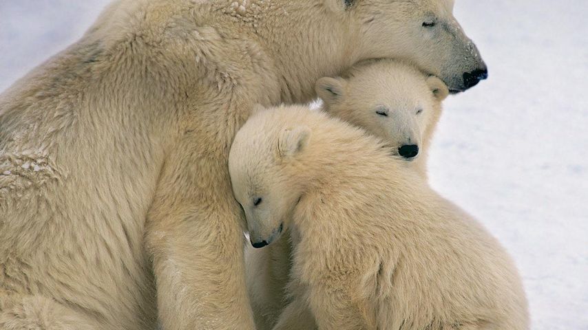 Maman ours blanc et ses deux oursons près de la baie d’Hudson, Canada