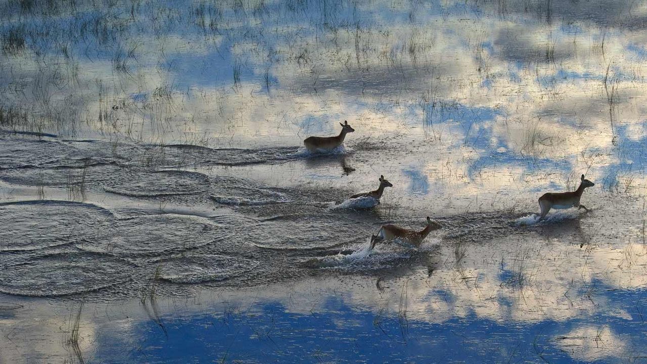 Letschwe-Antilopen im Überschwemmungsgebiet des Okavangodeltas in Botswana