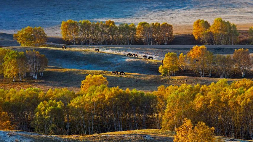 Birch trees on the Bashang Plateau, China